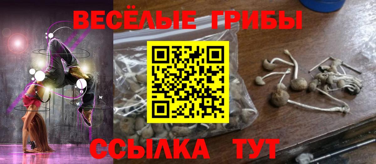 Елизово  Псилоцибиновые грибы Psilocybe  Вход с VPN  Псилоцибиновые грибы прущие грибы 